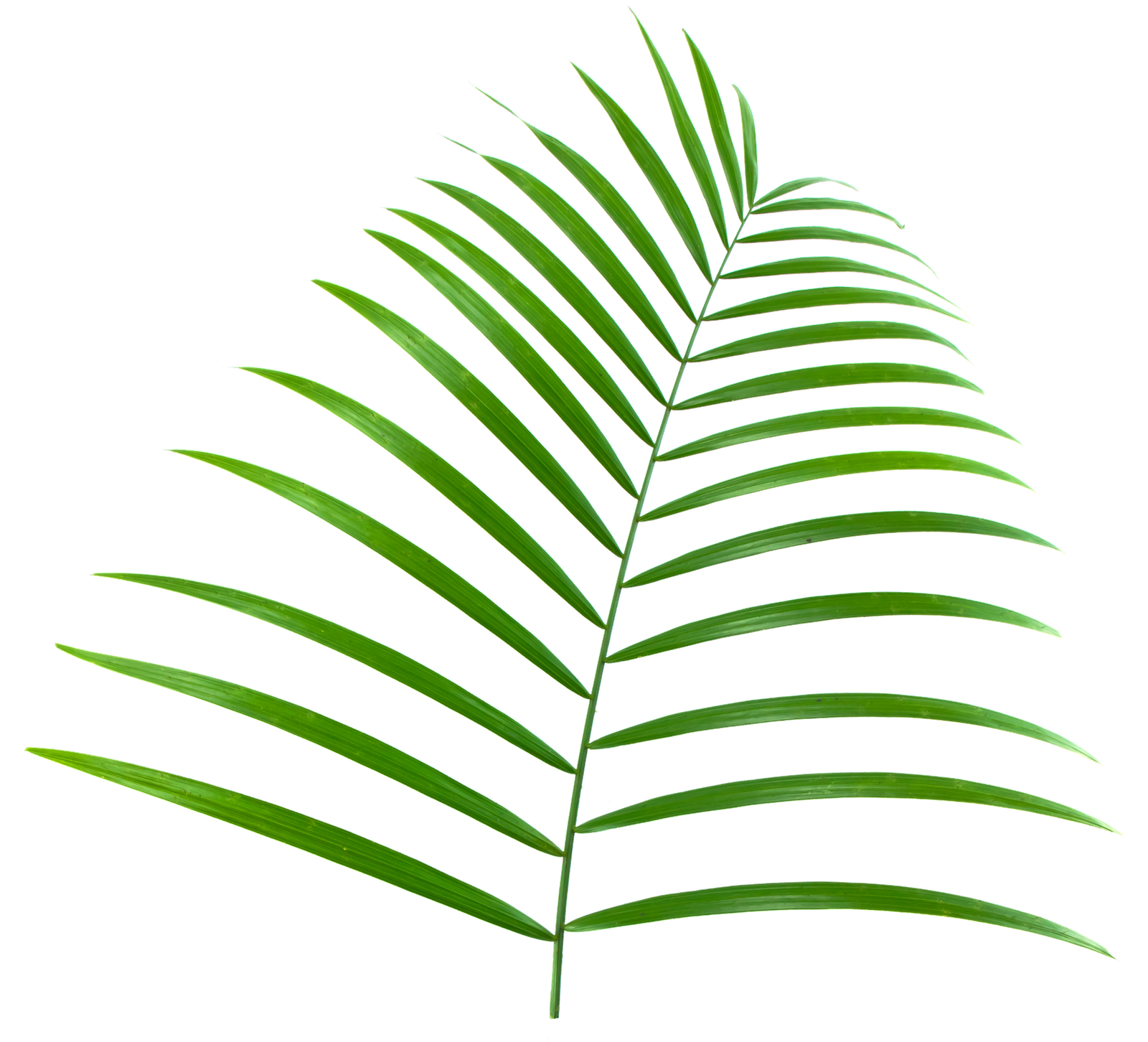 (palmleaf)